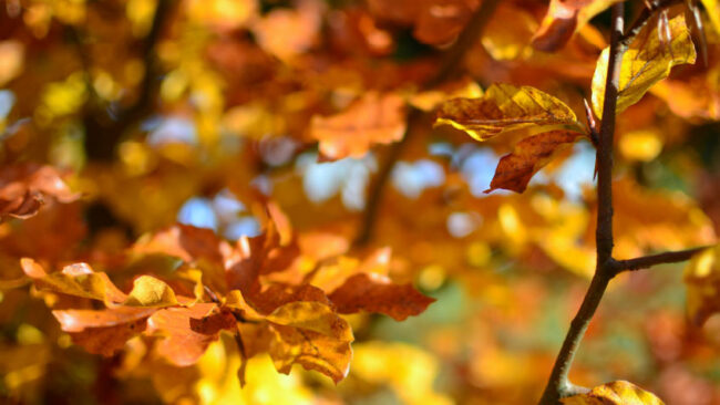 Commentary on the Pledge - Veteran's Outreach Ministries