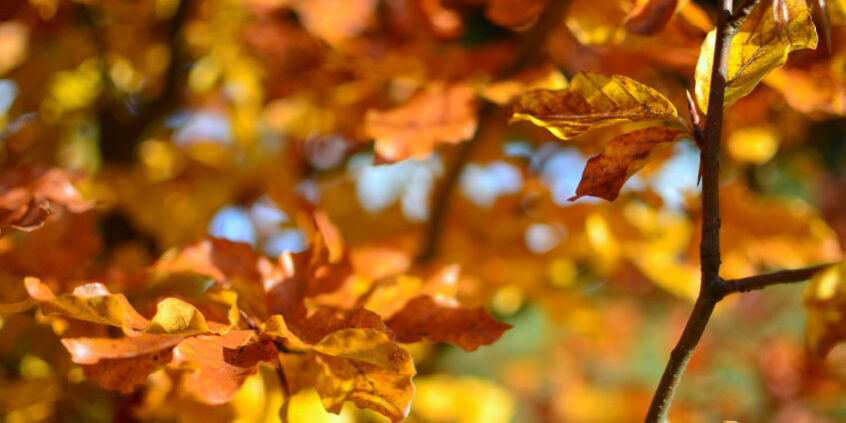 Commentary on the Pledge – Veteran’s Outreach Ministries Commentary on the Pledge - Veteran's Outreach Ministries