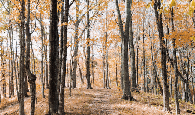 Delaware State Parks is Hiring Veterans - Veteran's Outreach Ministries