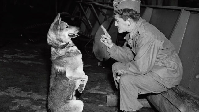 History of Furry Warriors - VOM Magazine - Delaware