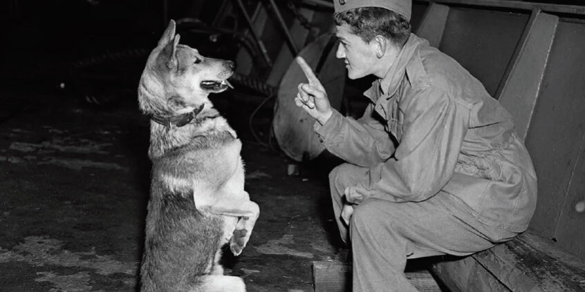 History of Furry Warriors - VOM Magazine - Delaware