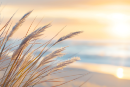 Self-Regulation for a Peaceful Summer - VOM Magazine - Summer 2025