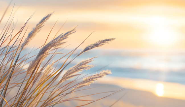 Self-Regulation for a Peaceful Summer - VOM Magazine - Summer 2025